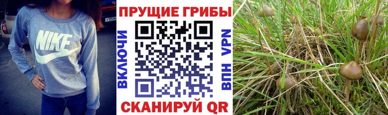 Псилоцибиновые грибы Psilocybine cubensis hydra ONION Починок